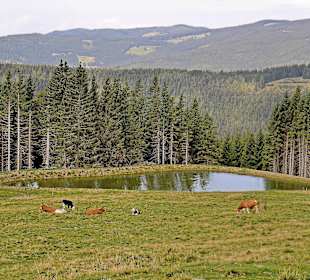 Panoramablick mit Fischteichanlage