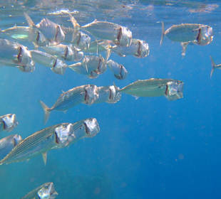 Beim Schnorcheln entdeckt