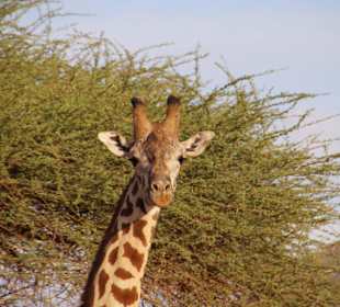 Tierwelt im Nationalpark