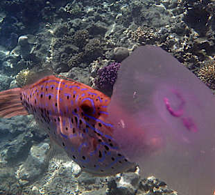 Feilenfisch frißt Qualle