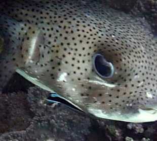 Schnorcheln am Hausriff