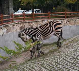 Zoo