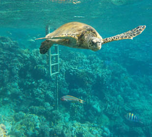 Schnorcheln Hausriff Tulip Resort Marsa Alam