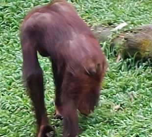Singapur Zoo