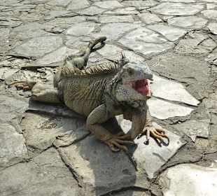 Leguane im Park vor der Kathetrale