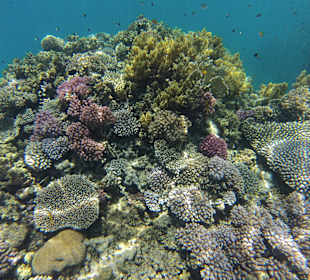 Prächtige Korallen