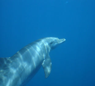 Delfin
