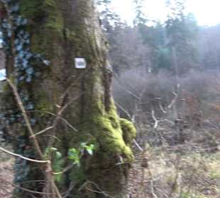 Schönbuch Schaichtal