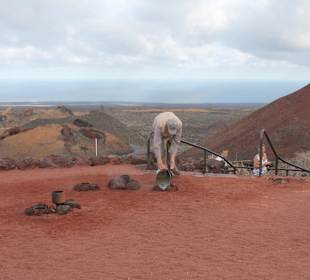 Vorführung der immer noch währenden Bodenhitze