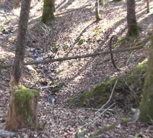 Geologischer Lehrpfad Kirnbachtal