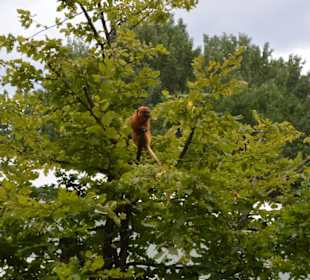 Allwetterzoo Münster
