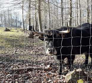 Wildpark Betzenberg in Kaiserslautern
