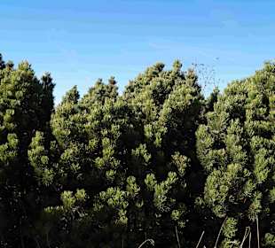 Riesengebirge/Karkonosze