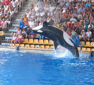 Orca Show