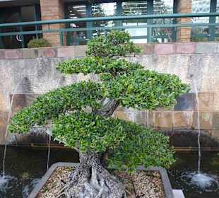 Botanischer Garten Kirstenbosch