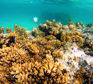 Schnorcheln Marsa Alam