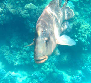 Unser Napoleon direkt am Riff