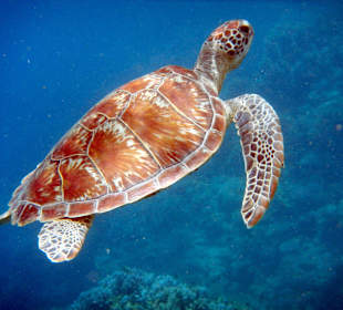 Schöne Schildkröte