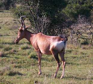 Antilope