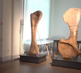 Museum für Naturkunde