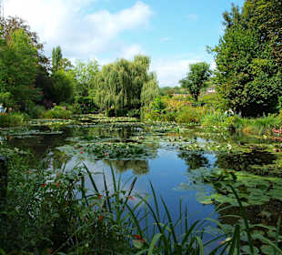 Staw w ogrodzie Moneta