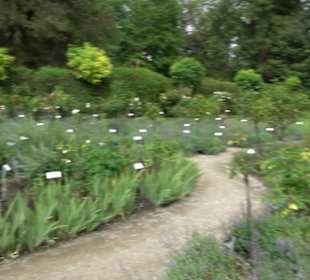 Rosengarten auf der Roseninsel