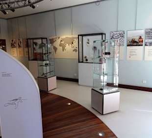 Ausstellungsbereich der Kélonia-Station