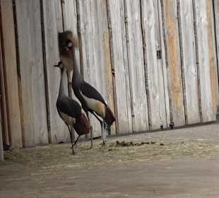 Zoologischer Stadtgarten