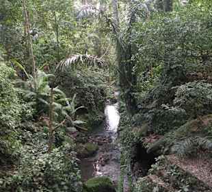 Monkey Forest & Park