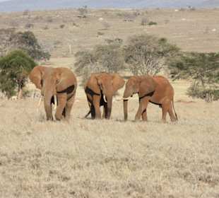 Julius Tact / JT Safaris