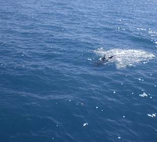 Delhine-Es gibt sie tatsächlich