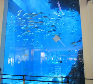 Aquarium Dubai Mall
