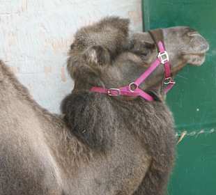 Kameltheater & Weißer Hof