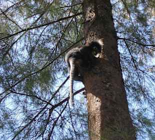 Äffchen Insel Mue Koh