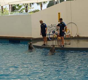 Delphin Show Antalya