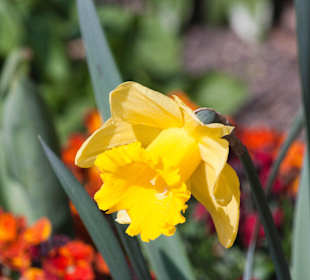 Regent's Park flower