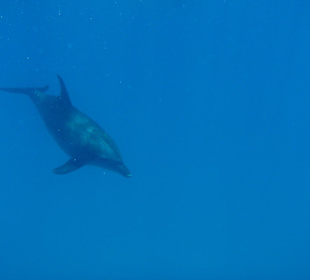 Schwimmen mit Delfinen beim  Dolphin house