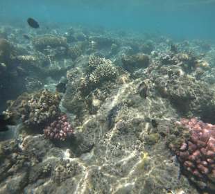 Schnorcheln Hurghada