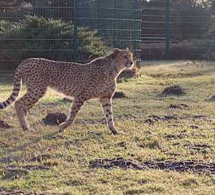 Gepard