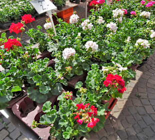 Rundgang über den Bremer Blumenmarkt im Frühling