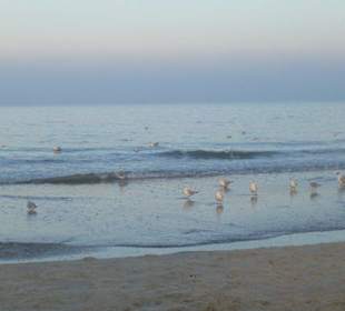 An der Ostsee Trassenheide