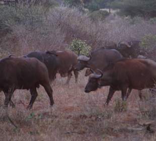 Büffelherden