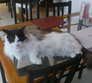 Котэ