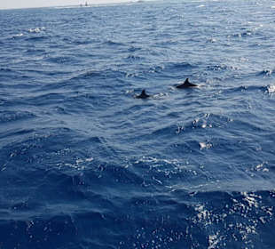Karibikfeelingtour auf dem Roten Meer