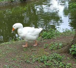 Tierpark Vogelhäusel Rauenberg