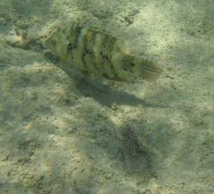 Fisch