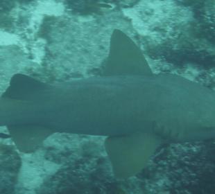 Ammenhai vor Cozumel