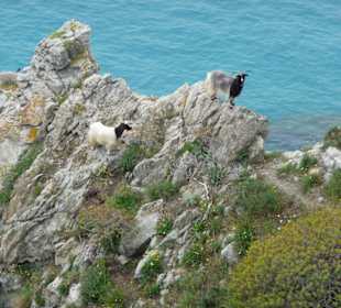 Bergziegen