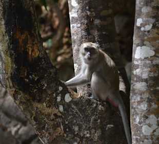 Am Tempel (Wat Phan Thu Rat)