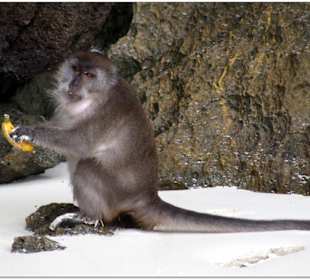 Affe auf dem weißen Sand